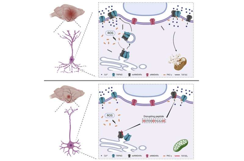 Novel technology provides new path to prevent neuronal death due to stroke