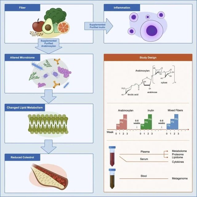 Cell Host & Microbe: Is dietary fiber really good for health?