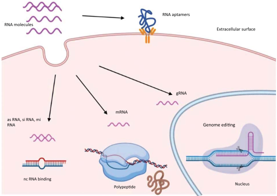 What technologies do nucleic acid drug companies such as Moderna use?