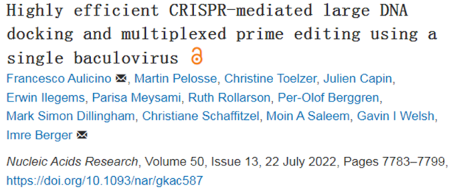 New DNA Repair Approach Successfully Repairs Pathogenic Gene Mutations in Patients' Kidney Cells