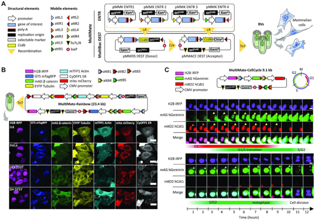 New DNA Repair Approach Successfully Repairs Pathogenic Gene Mutations in Patients' Kidney Cells