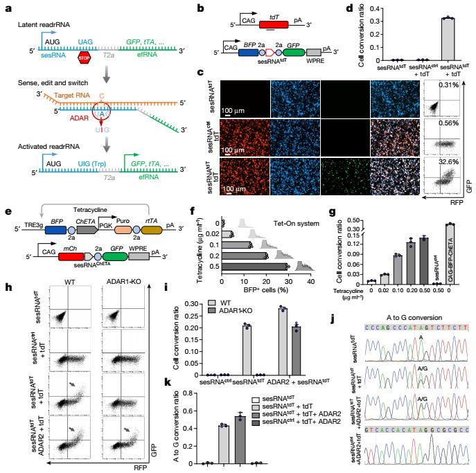 Figure 1. The design and implementation of CellREADR in mammalian cells.