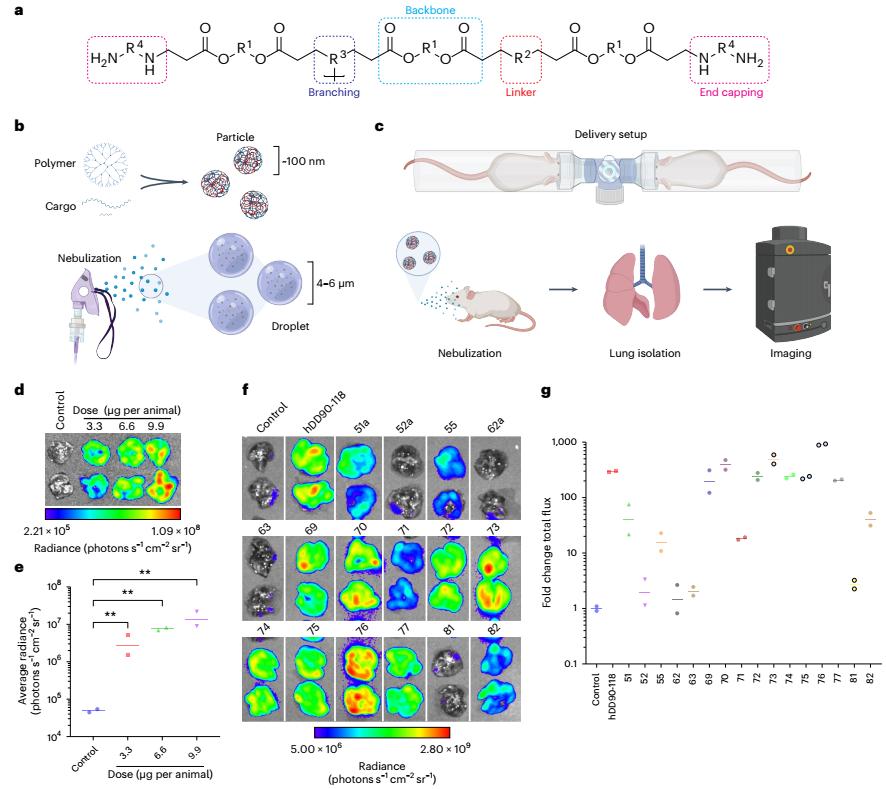 Figure 1. Functional screening of polymers for nebulized mRNA delivery.