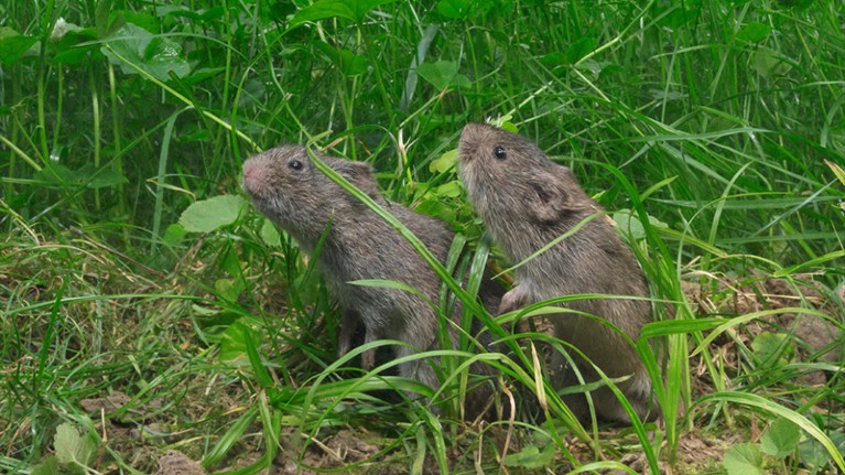 Prairie Vole (Microtus ochrogaster) pair in prairie in summer, Indiana.