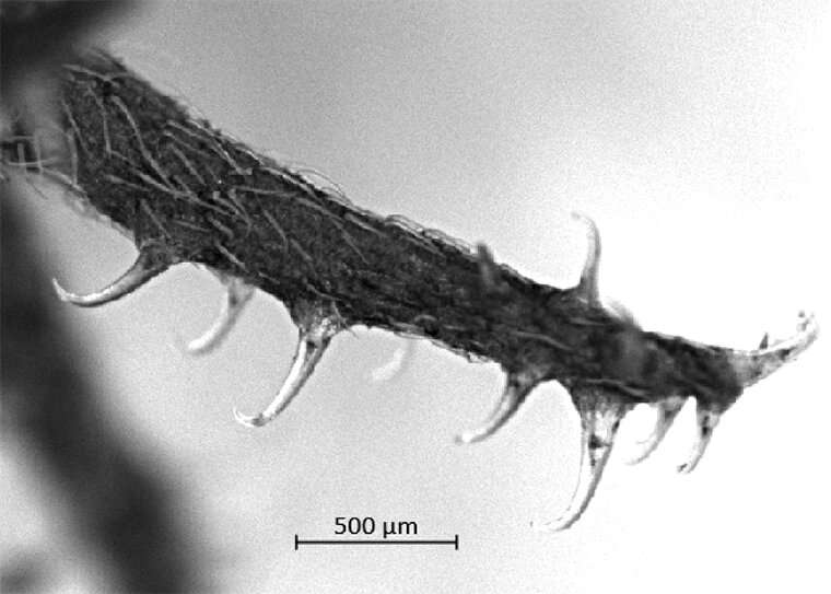 Hitchhiker plants inspire improved techniques for reattaching tendon to bone