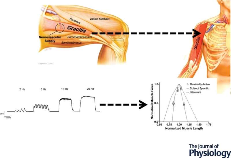 Humans are not just big mice: Study identifies science's muscle-scaling problem