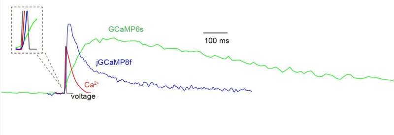 Janelia scientists develop fastest calcium indicators yet