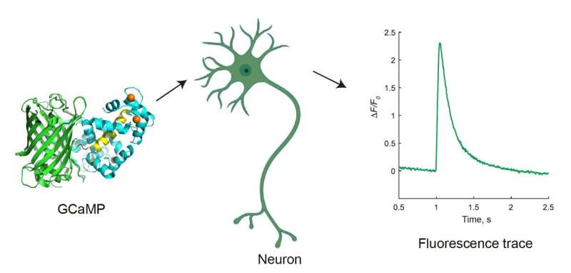 Janelia scientists develop fastest calcium indicators yet