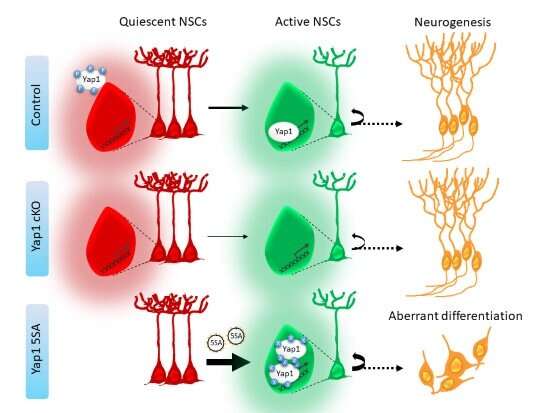 Researchers identify key protein for production of new neurons for memory and learning in adult brain